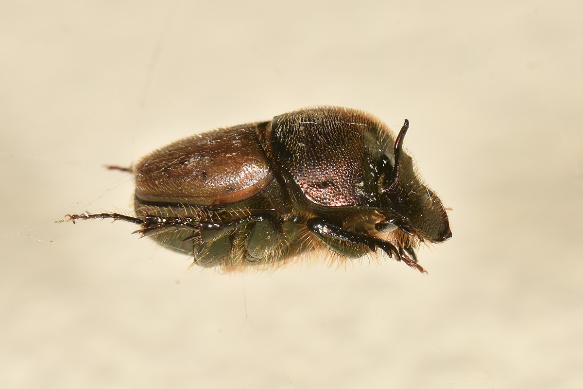 Scarabaeidae: Onthophagus coenobita? Si.